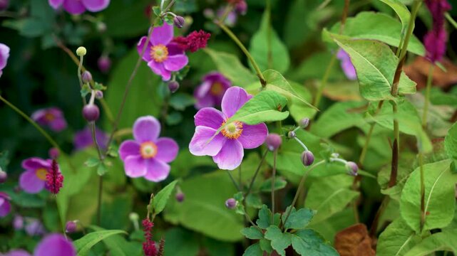 Pink autumn anemones Anemone hupehensis bloom among green leaves, with small buds. A colorful summer and autumn motif.