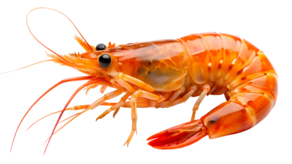 Close up of a fresh and delicious shrimp isolated on transparent background, ready to be cooked and served as a gourmet dish