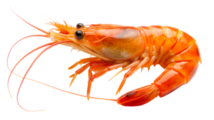Fresh and delicious shrimp isolated on transparent background, a seafood ingredient for gourmet cuisine and healthy diet