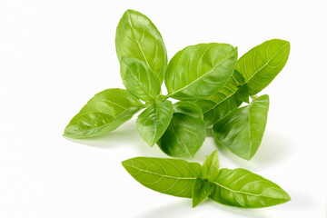 Fresh Basil Leaves