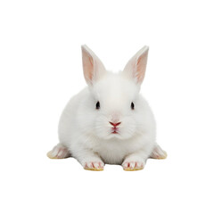 Obraz premium Cute White Rabbit Sitting Isolated on White Backgrond for Easter, Pets, and Adorable Fluffy Animal Concpts