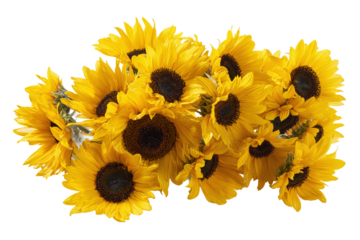 Bright yellow sunflowers bouquet isolated on white transparent background