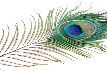 attractive and colorful peacock feather isolated on AI generated by PNG