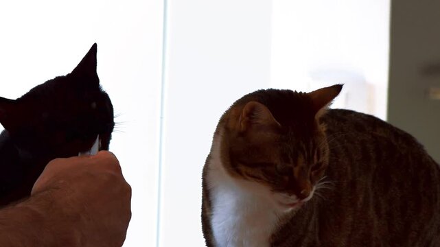 Cats eating paste treat stick &ndash; feeding pets close-upCats eating paste treat stick &ndash; feeding pets close-up