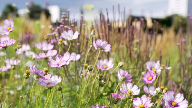 Delicate pink cosmos Cosmos bipinnatus bloom in the summer sun, surrounded by grasses and perennials. Colorful garden video.