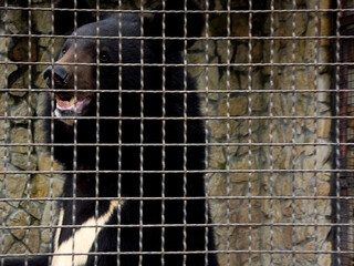 Black bear behind metal bars inside zoo cage, wild mammal in captivity, concept of animal...