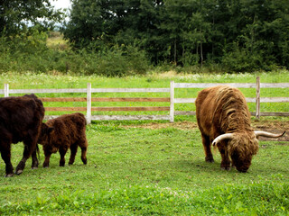 Yak with calf grazing on green pasture inside zoo enclosure, concept of wild and domestic animals...