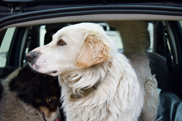 Domestic dog sitting in car with another animal transportation travel pet concept companion species mammal canine observation zoology environment vehicle journey waiting inside automobile