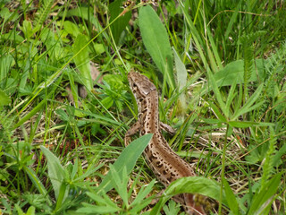 Wild lizard reptile resting on green grass in natural environment macro view of small cold blooded animal herpetology concept wildlife photography zoology nature research observation field study