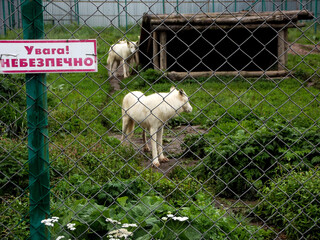 White wolves standing inside zoo enclosure with warning sign, concept of wildlife conservation,...