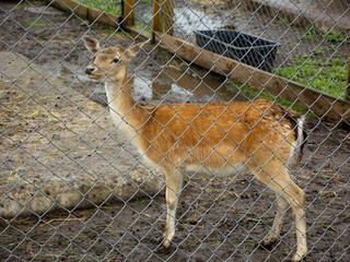 Deer standing on ground inside zoo enclosure, wild mammal species in captivity, concept of wildlife preservation, zoological park and species conservation