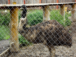 Emu ostrich standing inside zoo enclosure, large flightless bird species in captivity, concept of animal conservation, zoological park and wildlife preservation, exotic fauna, biodiversity protection