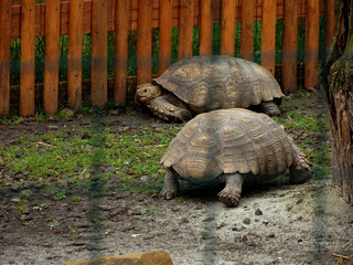 Two large tortoises in zoo enclosure on muddy ground near wooden fence, concept of wild animals in captivity, exotic reptiles in zoological park, nature conservation and species protection