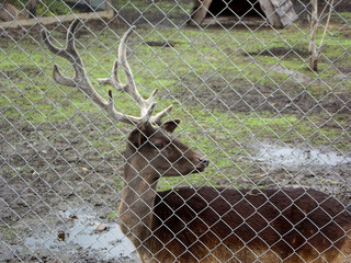 Deer with antlers inside fenced zoo enclosure, wild mammal species in captivity, concept of...