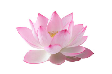 Beautiful pink lotus flower blossom, isolated on white transparent background