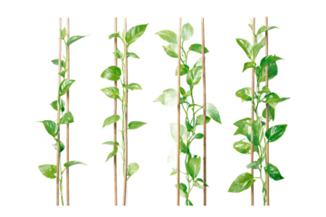 Four Pothos climbing plants on wooden stakes, isolated on white transparent background