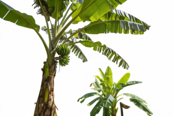 Banana tree AI generated by PNG