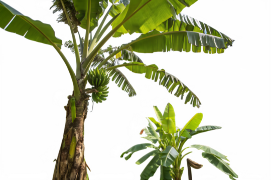 Banana tree AI generated by PNG