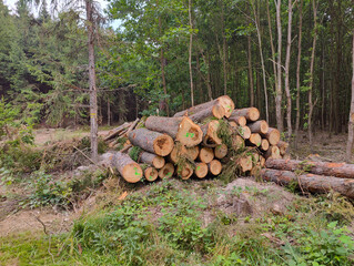 A pile of logs sitting on top of a dirt road in the woods