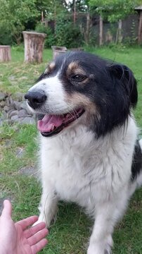 Black and white Carpathian Shepherd dog giving paw to human hand obedient friendly domestic pet training interaction companion canine breed behavior trust
