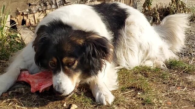Black and white Carpathian Shepherd dog lying on grass outdoors chewing bone playful pet natural environment active canine animal companion breed
