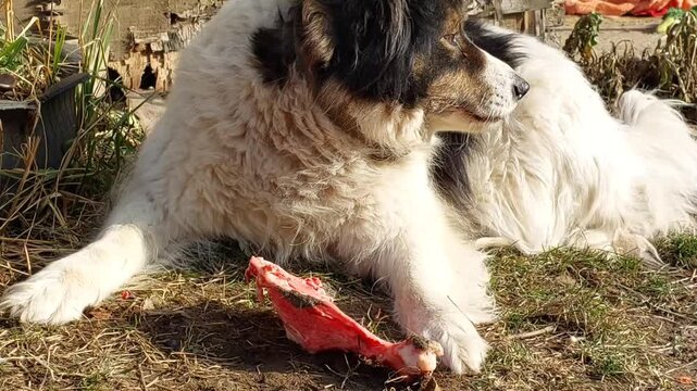 Black and white Carpathian Shepherd dog lying on grass outdoors chewing bone playful pet natural environment active canine animal companion breed
