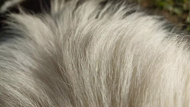 Close up of white Carpathian Shepherd dog fur texture soft fluffy coat detail domestic canine animal hair pattern companion breed lifestyle indoor pet