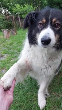 Black and white Carpathian Shepherd dog giving paw to human hand obedient friendly domestic pet training interaction companion canine breed behavior trust