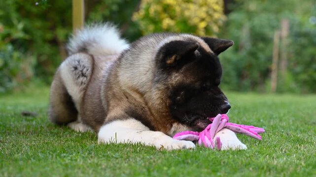 american akita playing with toy on green grass