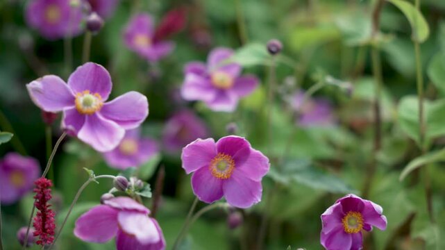 Pink Autumn Anemone Anemone hupehensis flowers move slightly in the breeze. The camera shows their delicate petals in focus with blurred background.