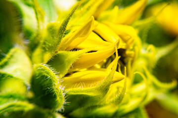 Beautiful blooming sunflower in summer garden