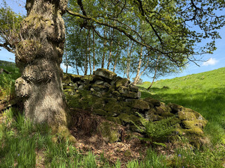 Time sleeps beneath the green moss, a fallen dry stone wall, a weathered tree, guarding the...