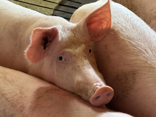 Pig in the farm pigsty