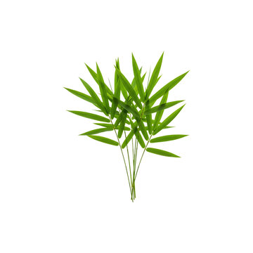 Fototapeta Fresh bamboo leaves isolated on white background fo Asian culture, eco, and natural plant themes