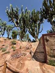 Cactus Garden with Lizards on Rocky Terrain