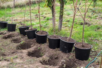 Young tree seedlings in pots lined up in a row in a garden, ready to be planted in prepared holes