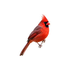 Bright Red Cardinal Bird Perched Isolated on White ackground for Wildlife Nature Ornithology Concept