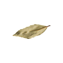 Dried Bay Leaf Spice Isolated on White Background fr Cooking Culinary Herbs Seasoning and Organic Food oncept