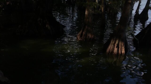 Toruing Reelfoot Lake State Park