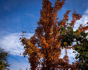 Obraz premium Autumn pear with crimson leaves against a blue sky