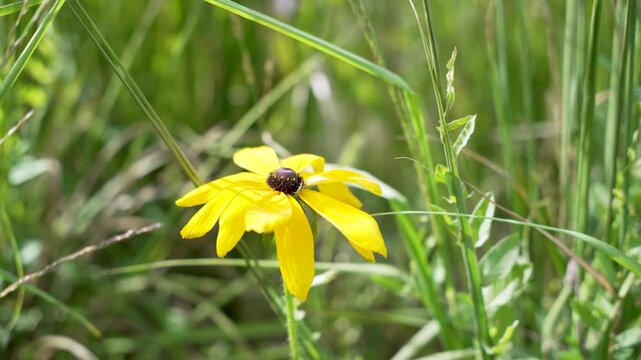 A single yellow Rudbeckia Rudbeckia hirta flower stands out in green grass. Its petals move slightly in the summer breeze.