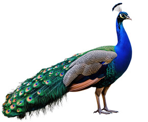 Obraz premium Majestic Peacock with Vibrant Feathers Isolated on Transparent Background