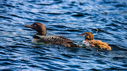 Canadian Common Loon swimming on lake waves with chick, wild bird in natural habitat, waterfowl in motion, feathers and reflections, wildlife photography, peaceful nature scene