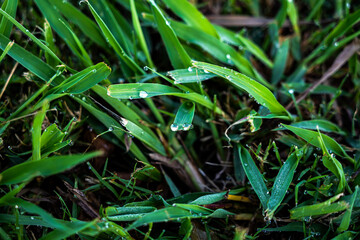 Two drops of water in the grass