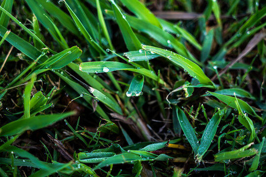 Two drops of water in the grass