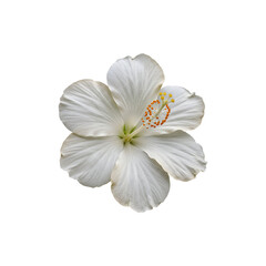 White hibiscus flower in full bloom isolated on whie background symbolizing purity, elegance, and tropial beauty