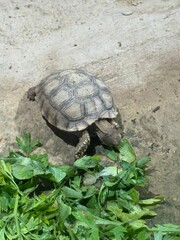 Obraz premium Young Tortoise Feeding on Fresh Greens in a Sandy EnclosureKeywords: