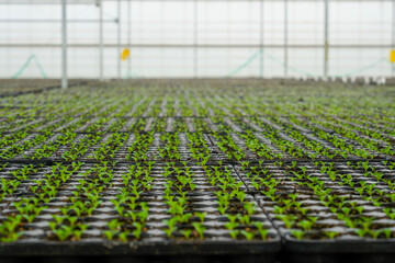Many young seedlings sit in trays inside a bright and spacious greenhouse. The rows of plants extend far into the background of the modern agricultural facility