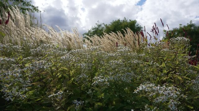 White Asters Aster divaricatus bloom in front of golden grasses and red Persicaria. The video shows their movement under shifting light and clouds.