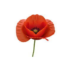 Bright red poppy flower isolated on white, vibrant loral design perfect for spring and remembrance day hemes